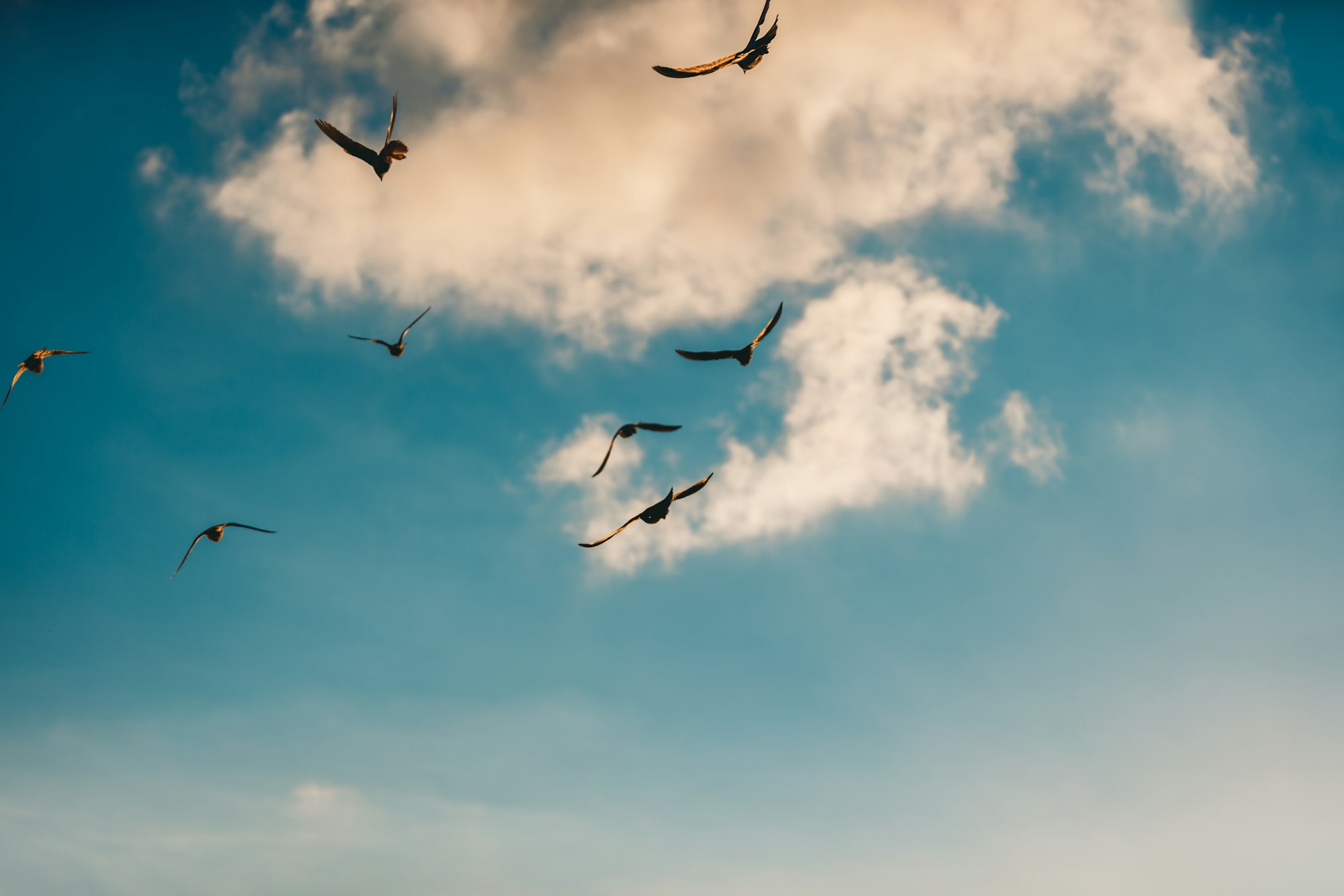 Freedom